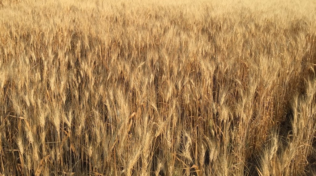 Western Canadian Wheat Growers makes submission to PMRA’s review of